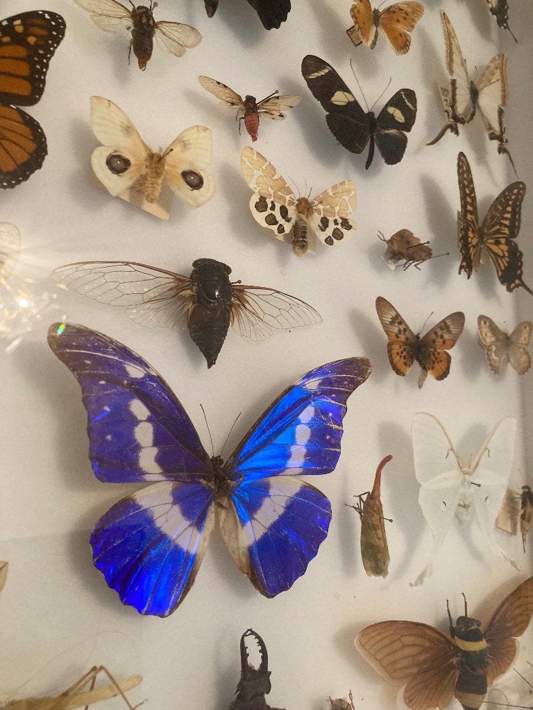 Vlinder collectie, Ophalen