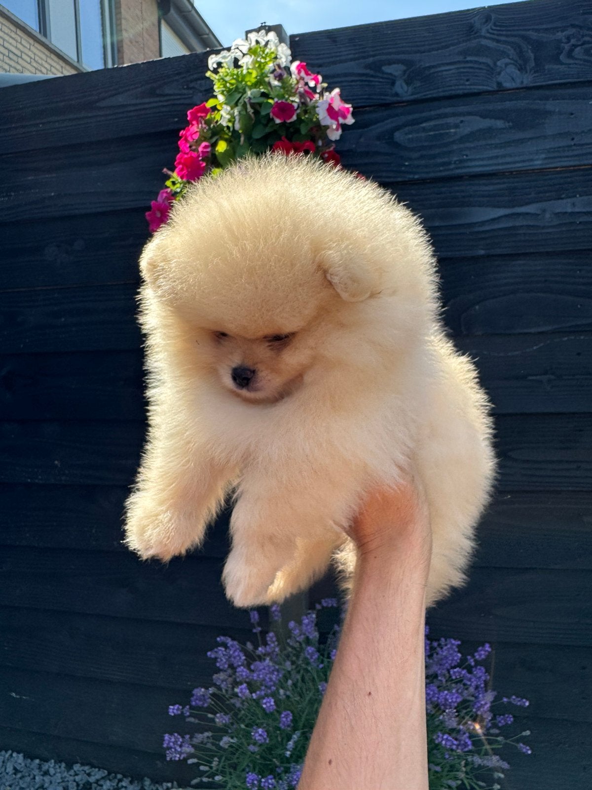 Exclusief Pomeranian reutje met showkwaliteit / NL geboren, Dieren en Toebehoren, Keeshond, Reu, 8 tot 15 weken, Eén hond