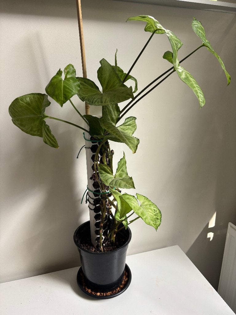 Kamerplant: Syngonium Arrow, Ophalen, Overige soorten, Halfschaduw, Minder dan 100 cm