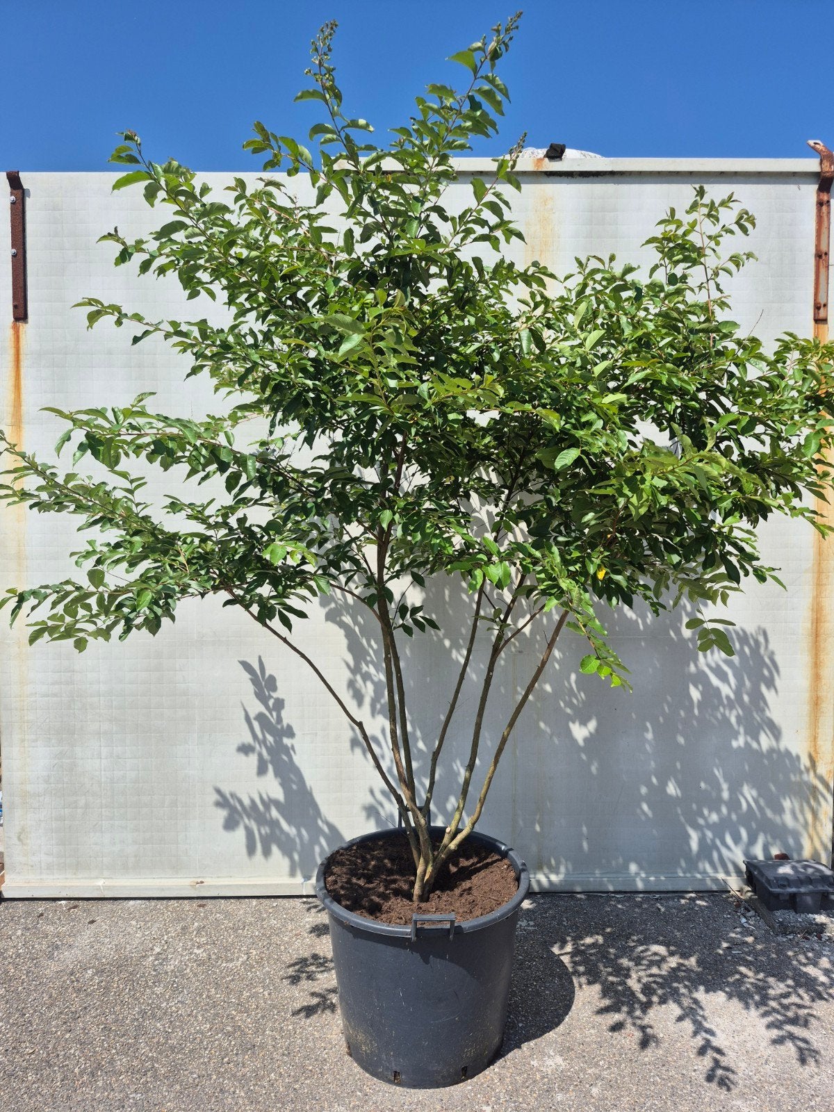 Lagerstroemia indica 'Natchez' - Indische sering - meerstam, Volle zon, Vaste plant, Zomer, Ophalen