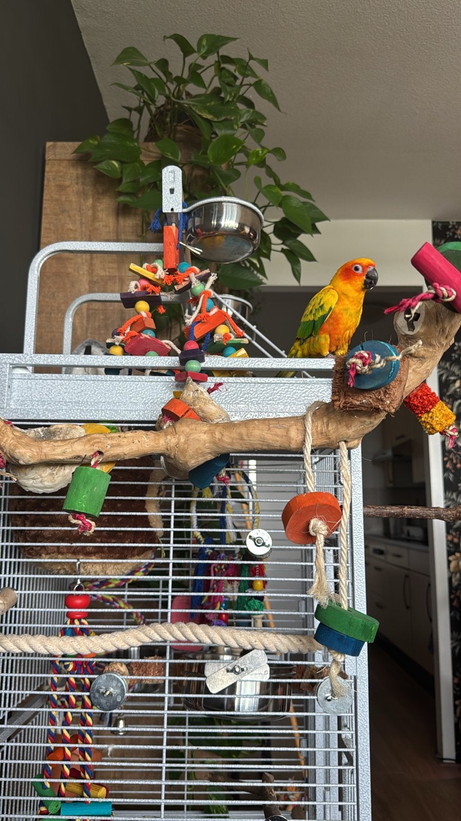 Papegaai zonparkiet, Dieren en Toebehoren, Ophalen, Zo goed als nieuw, Aluminium, Vogelkooi