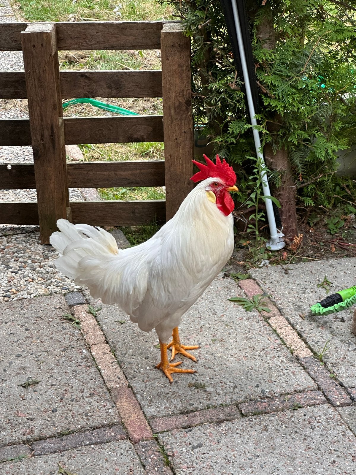 Gratis Haan Leghorn - allen ophalen, Mannelijk, Kip