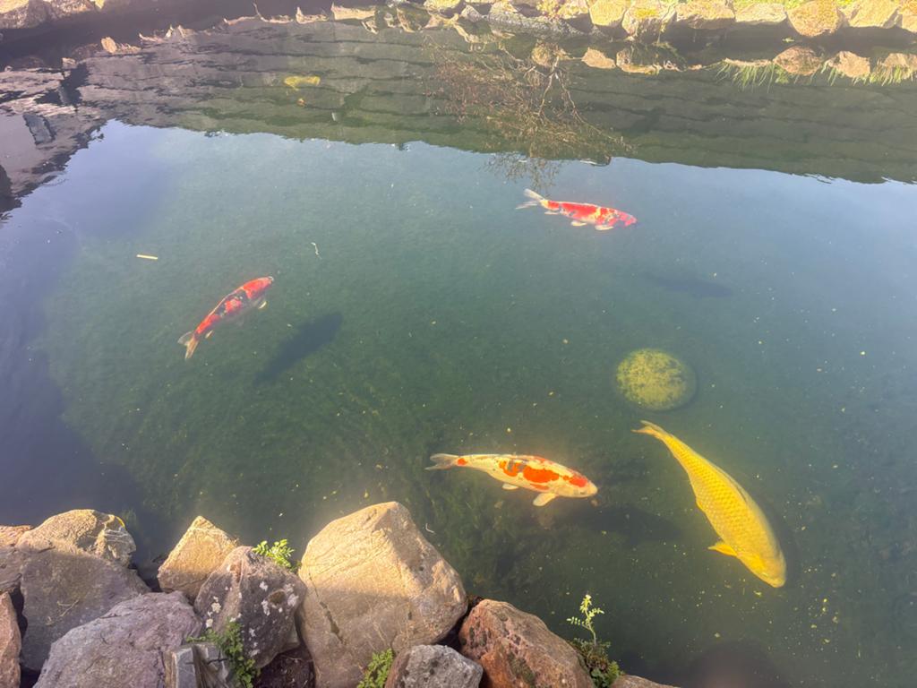 Koi vissen steur, Dieren en Toebehoren, Vissen | Vijvervissen, Steur