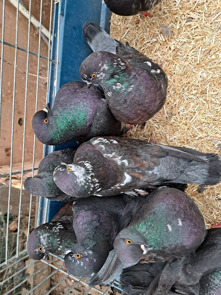 Tien  rustige en mooie donkere sierduiven, Meerdere dieren, Overige soorten