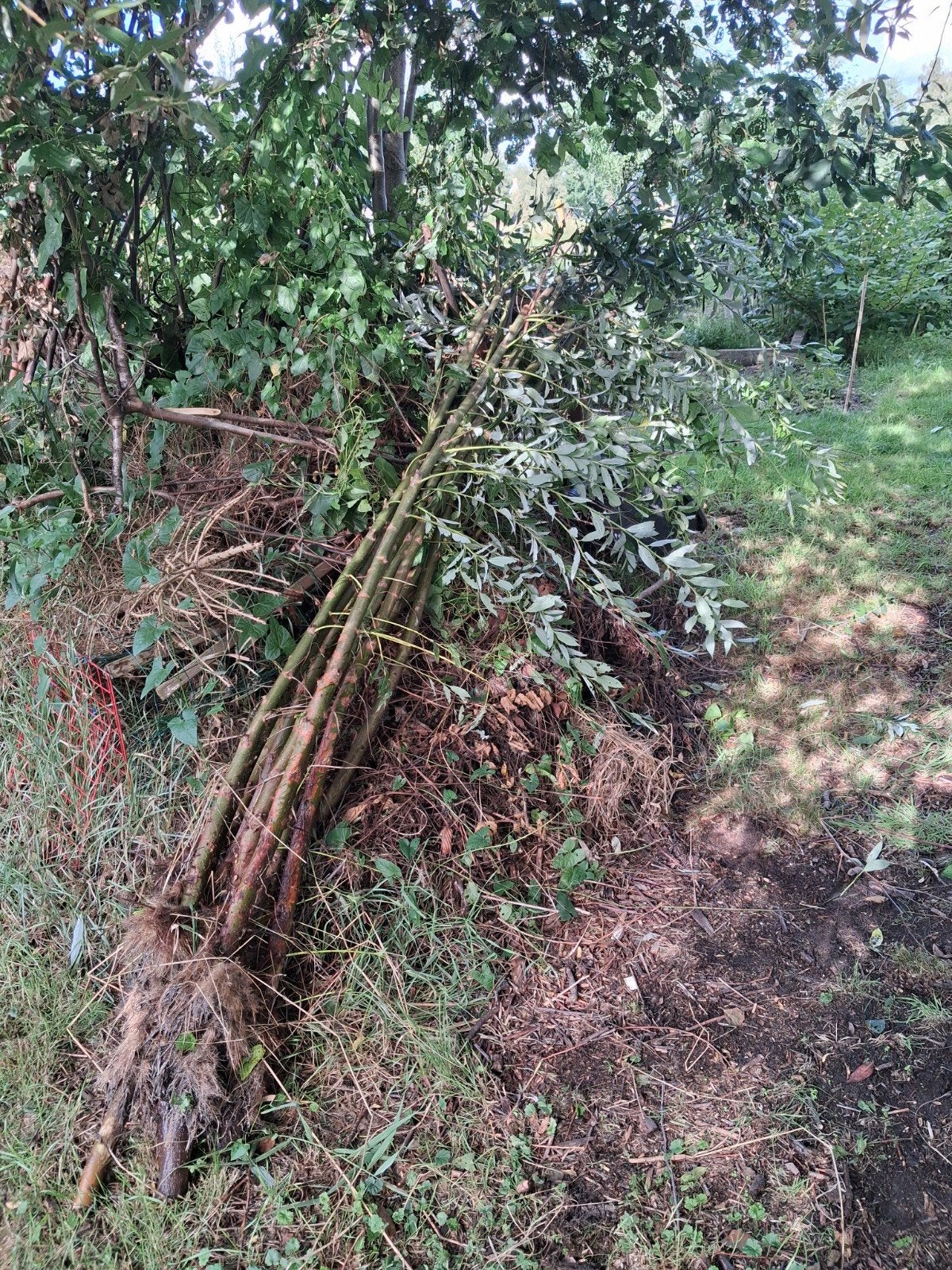 diverse wilgen  takken tenen bomen knotwilg, Ophalen, Volle zon, Overige soorten