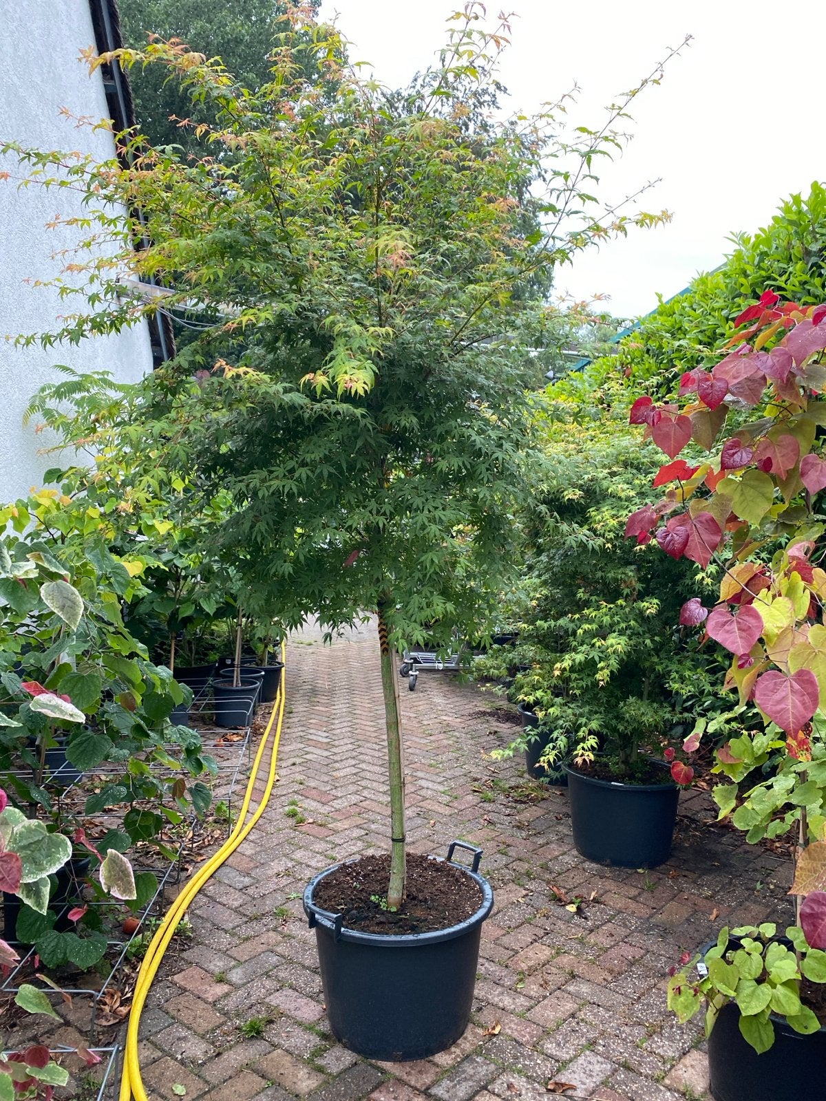 Hoogstam Japanse Esdoorn Katsura - 2,5 meter hoog, Halfschaduw, Overige soorten, Lente, 250 tot 400 cm