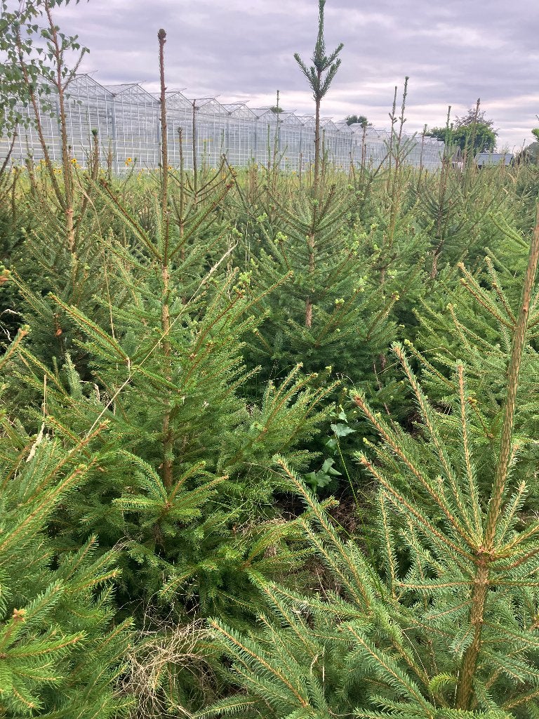 Kerstbomen, Ophalen, Bloeit niet, Halfschaduw, Overige soorten