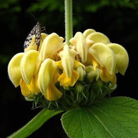 tuinplant PHLOMIS russeliana etagebloem brandkruid gele boll, Tuin en Terras, Bodembedekkers, Vaste plant, Ophalen of Verzenden