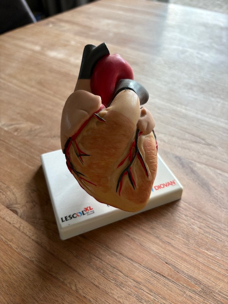 Anatomisch model van hart novartis kunststof, Ophalen of Verzenden