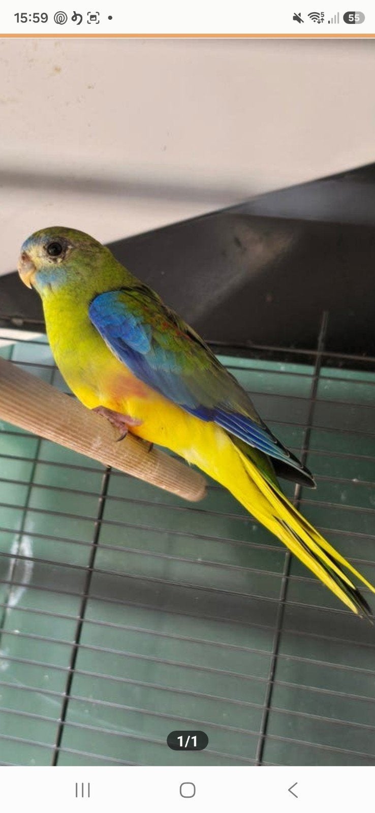 prachtige Turquoisine parkiet (man), Dieren en Toebehoren, Vogels | Parkieten en Papegaaien, Mannelijk, Parkiet