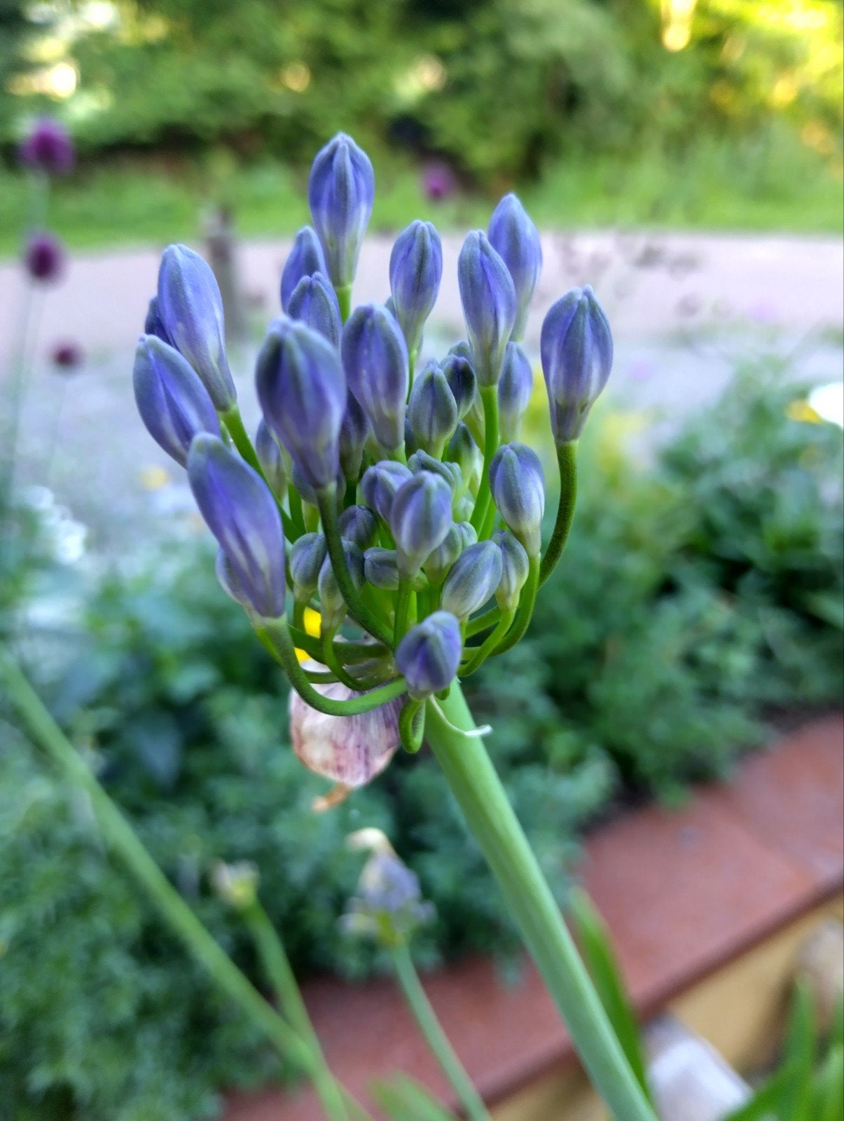 Agapanthus Dr Brouwer, Ophalen, Volle zon, Knol