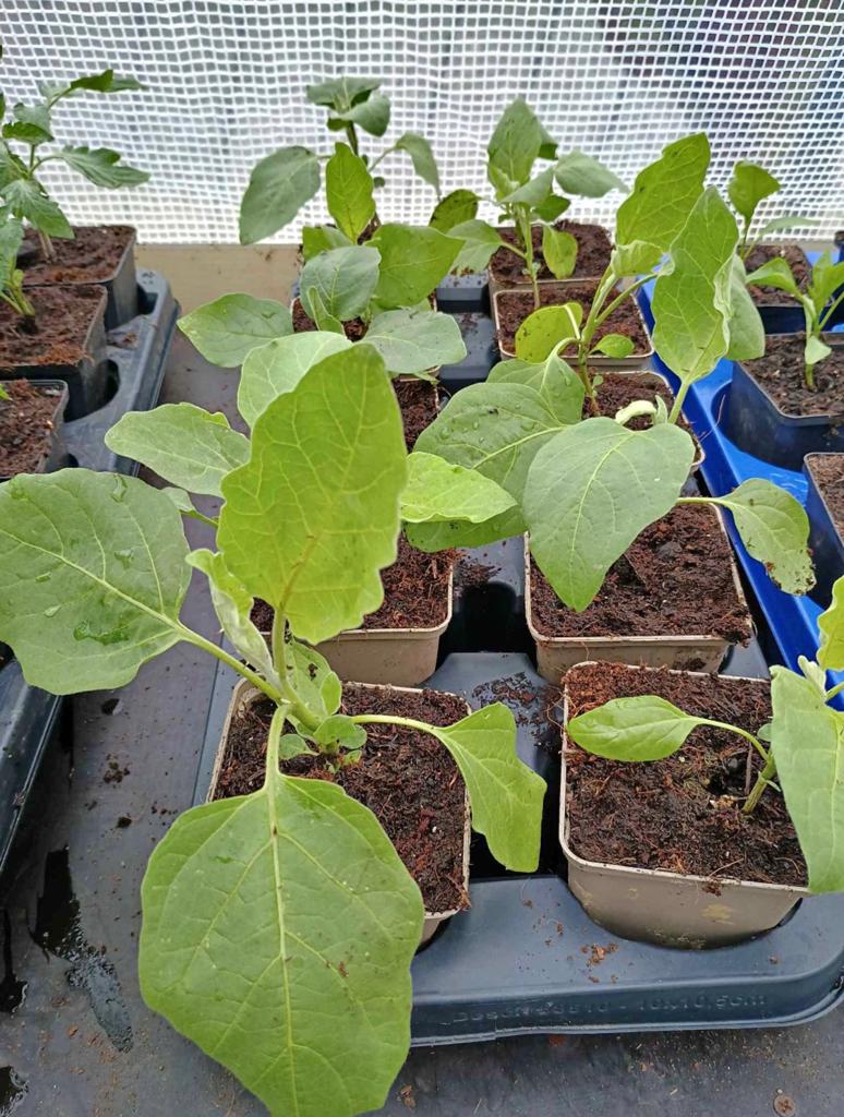 Te koop aubergine planten, Tuin en Terras, Planten | Tuinplanten, Ophalen, Overige soorten