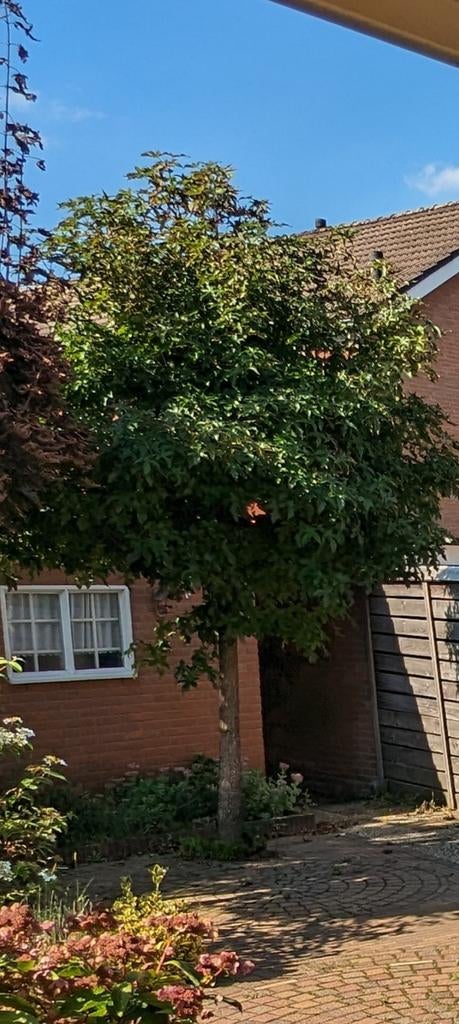Groene Esdoorn - Stam 2 meter hoog, Tuin en Terras, Planten | Bomen, Overige soorten, 250 tot 400 cm, Volle zon, Bloeit niet, Ophalen