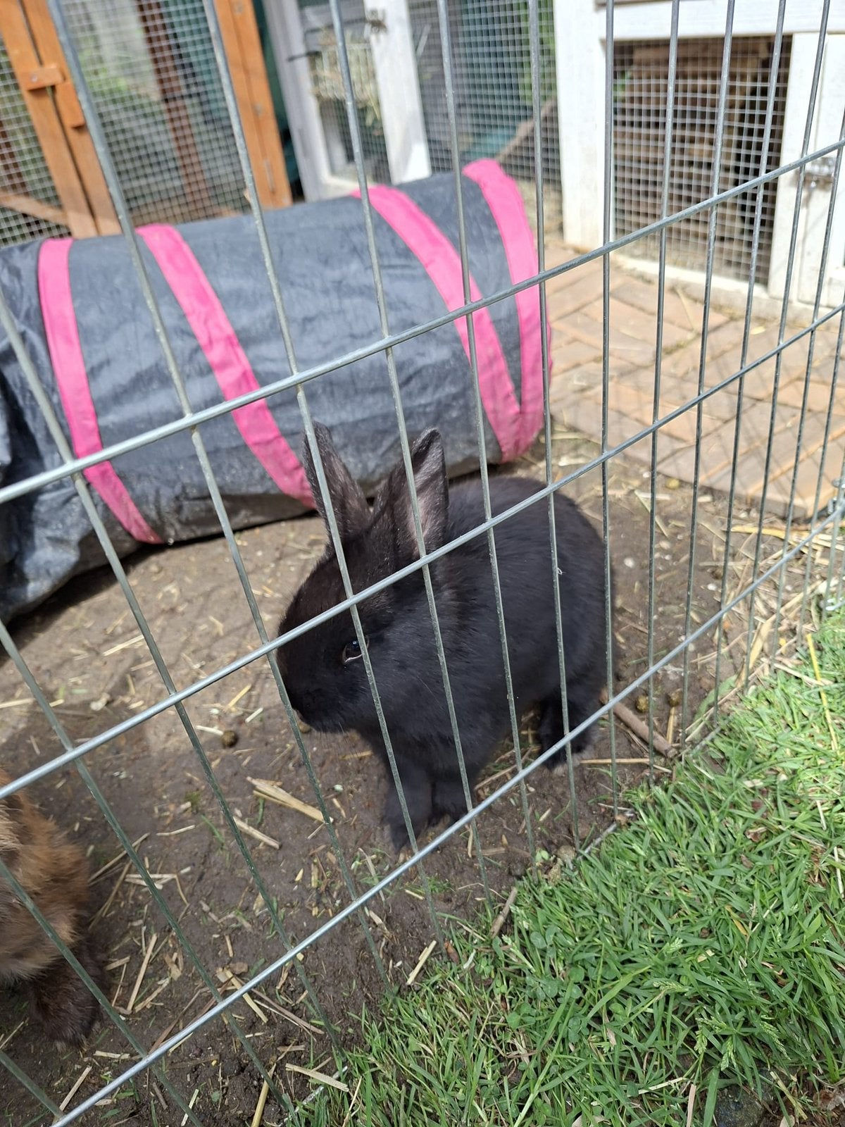 Zwart dwegkonijntje mannetje, Dieren en Toebehoren, Mannelijk, Dwerg