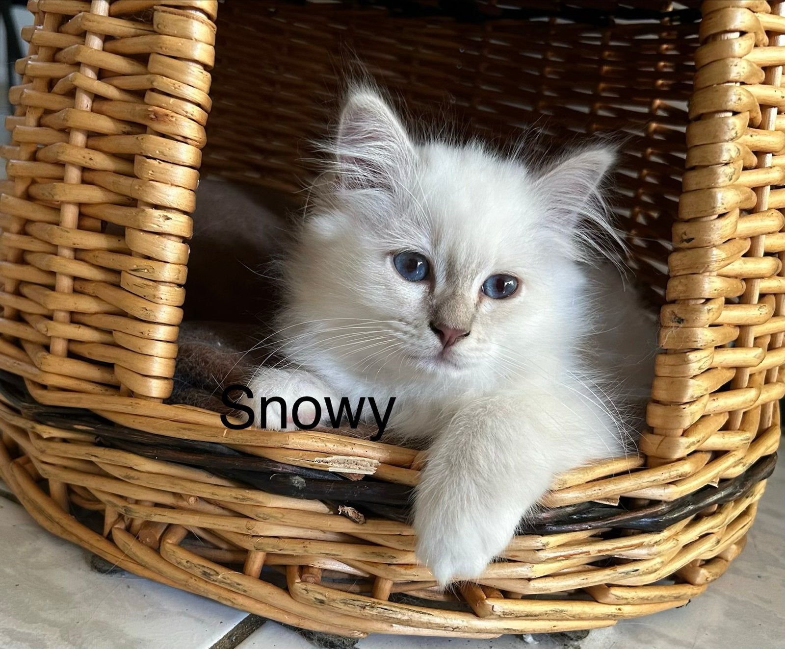 Heilige Birmaan kittens met Stamboom €1000., Meerdere dieren