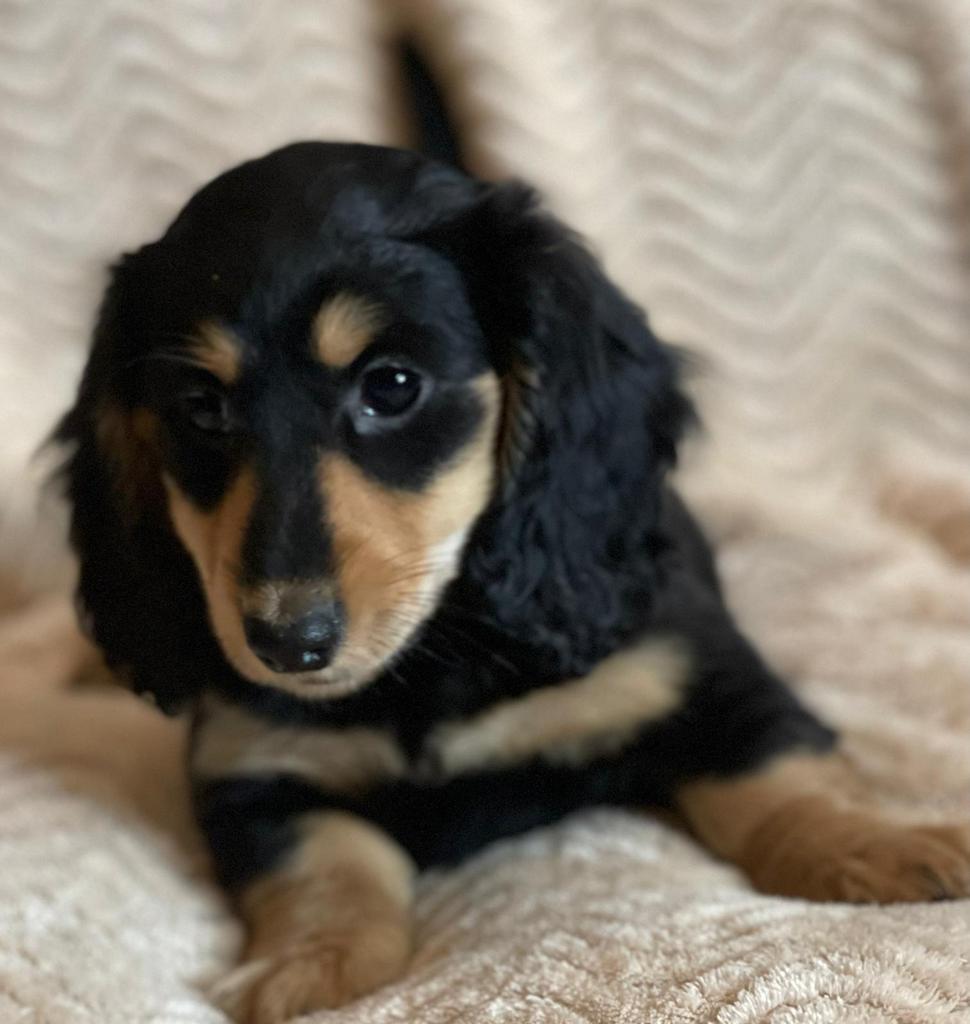 Mooi black and creme teckeltjes, Dieren en Toebehoren, Honden | Teckels en Dashonden, Parvo, 8 tot 15 weken, Dwerg, Langhaar