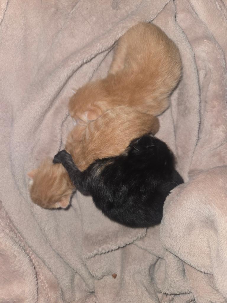 3 prachtige kittens te koop