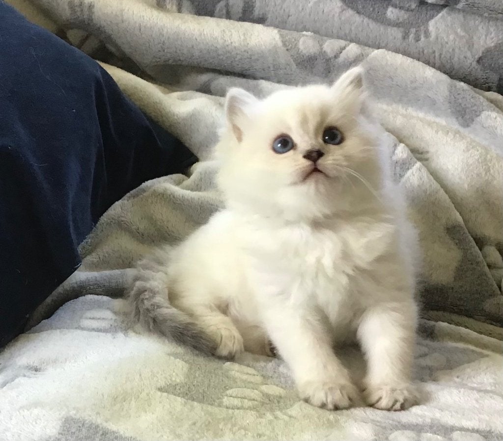 Schitterende ragdoll kittens, Meerdere dieren, Ingeënt, 0 tot 2 jaar