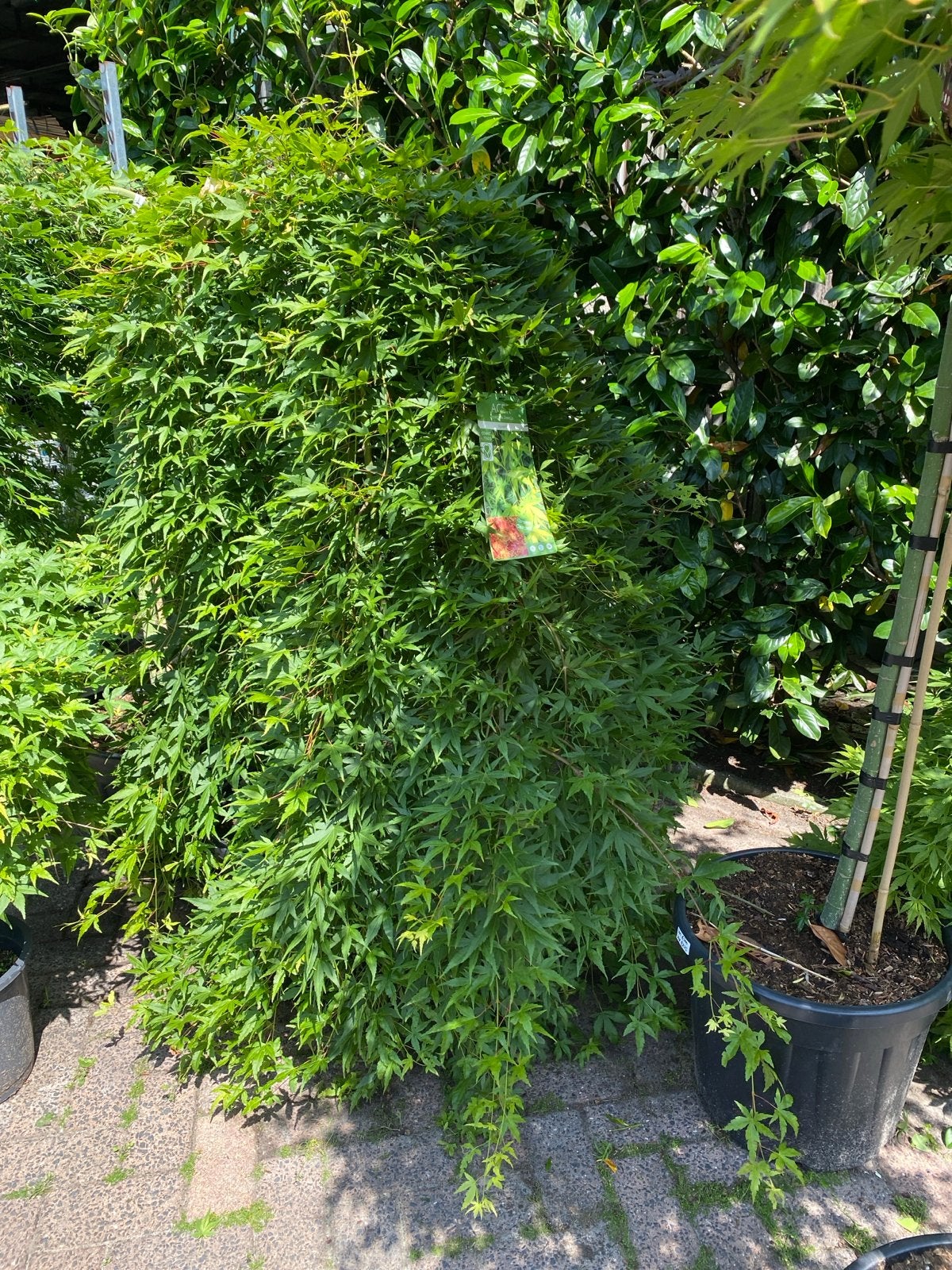 Acer 'Ryusen' Japanse Esdoorn - Hangende Groene Pracht, Volle zon, Vaste plant, Bloeit niet, Ophalen