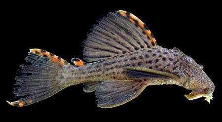 L-Nummers: L091 Leporacanthicus triactis, Dieren en Toebehoren, Vis, Zoetwatervis