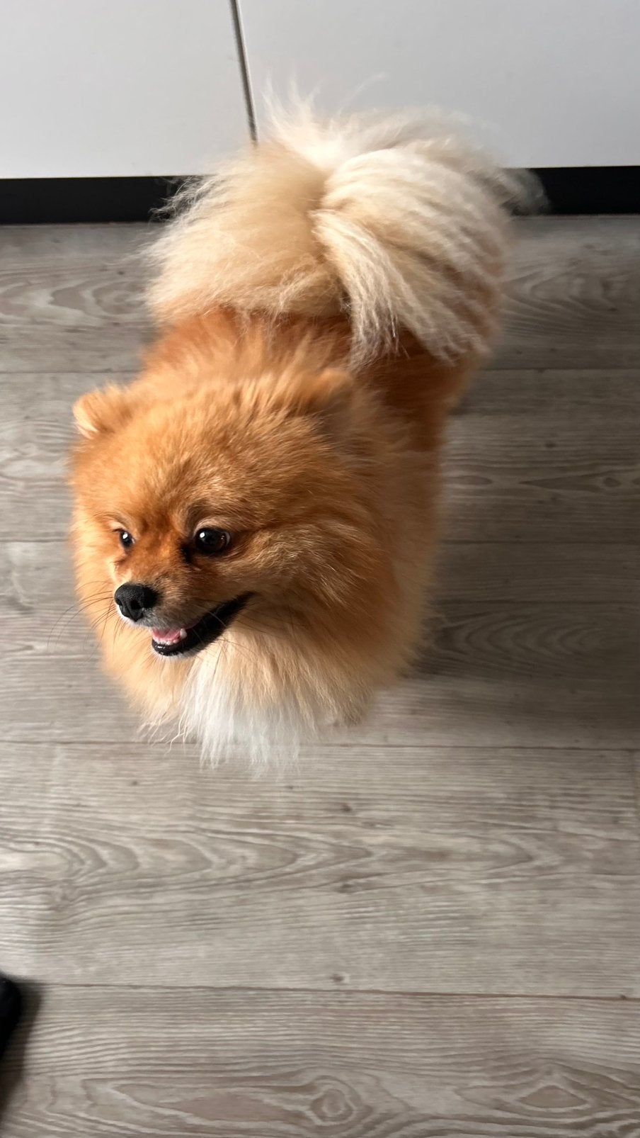 Muchi, Reu, CDV (hondenziekte), 1 tot 2 jaar, Eén hond