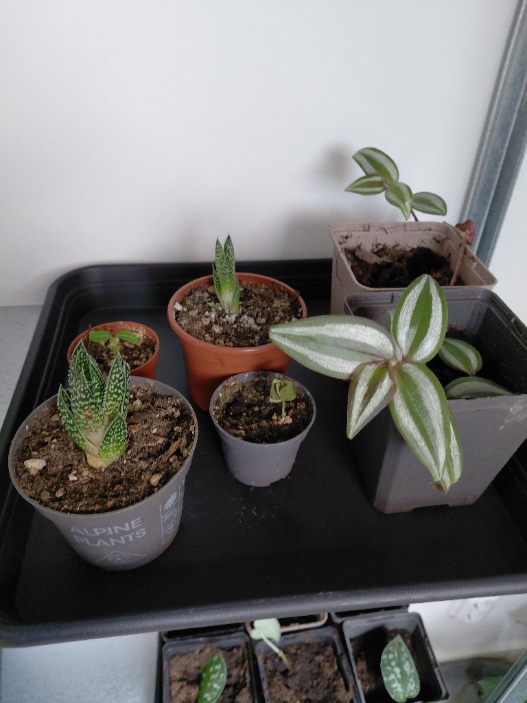 Kamerplanten (verschillende soorten), Ophalen, Overige soorten, Halfschaduw, In pot