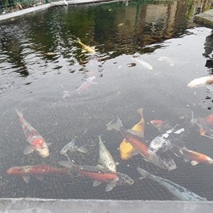 Nakiche Koi Basisvoer 2,5 KG | Koi- en Vijvervisvoer, Tuin en Terras, Ophalen of Verzenden, Nieuw, Overige typen
