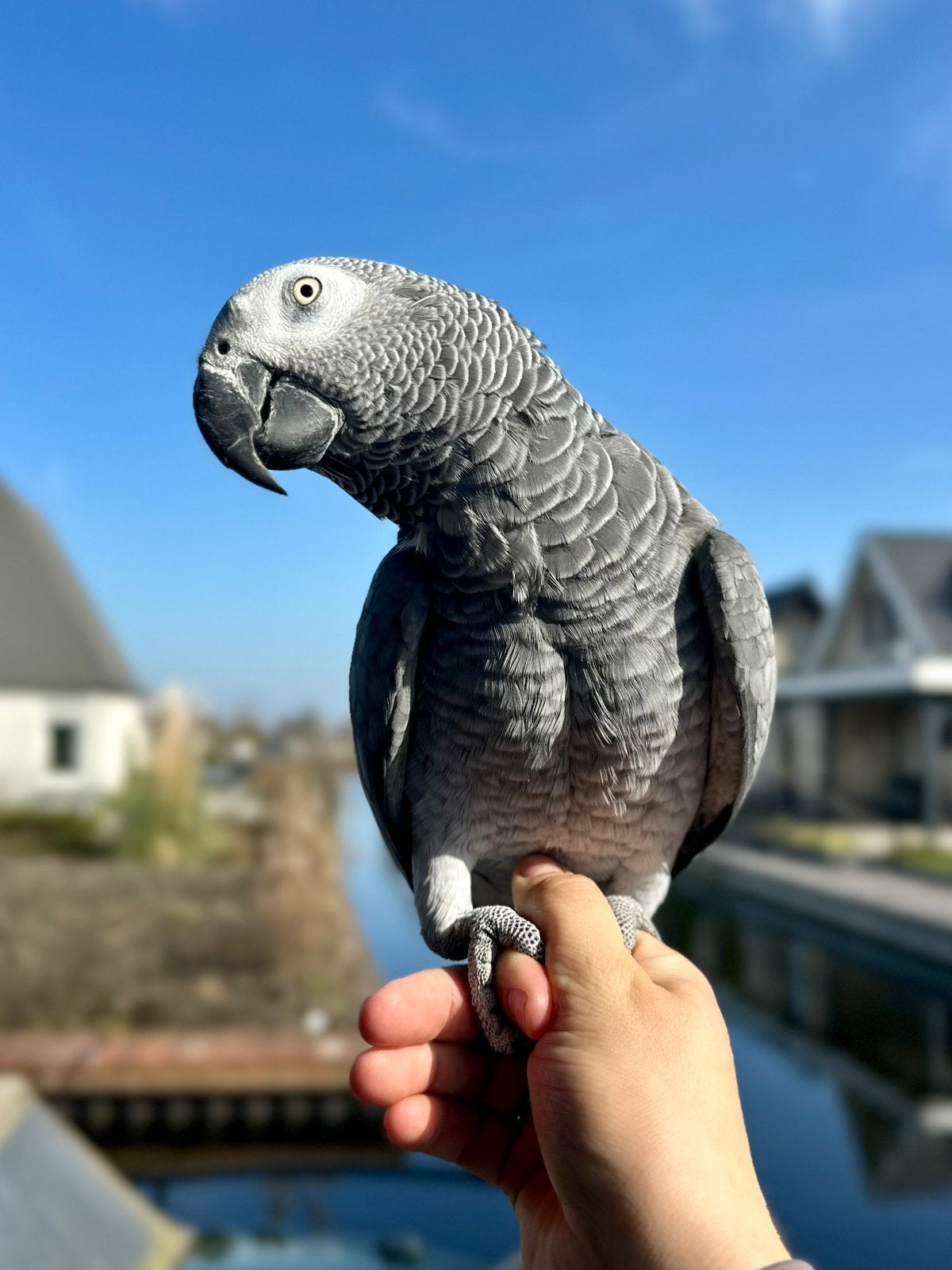Grijze roodstaart, Dieren en Toebehoren, Vrouwelijk, Papegaai, Pratend