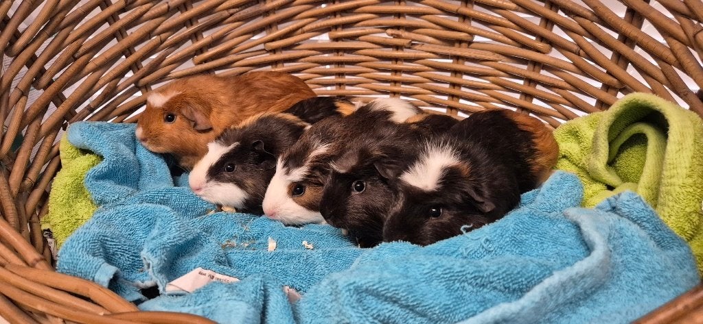5 jonge cavia's uit de opvang zoeken een tehuis, Augustus, Meerdere dieren, Cavia