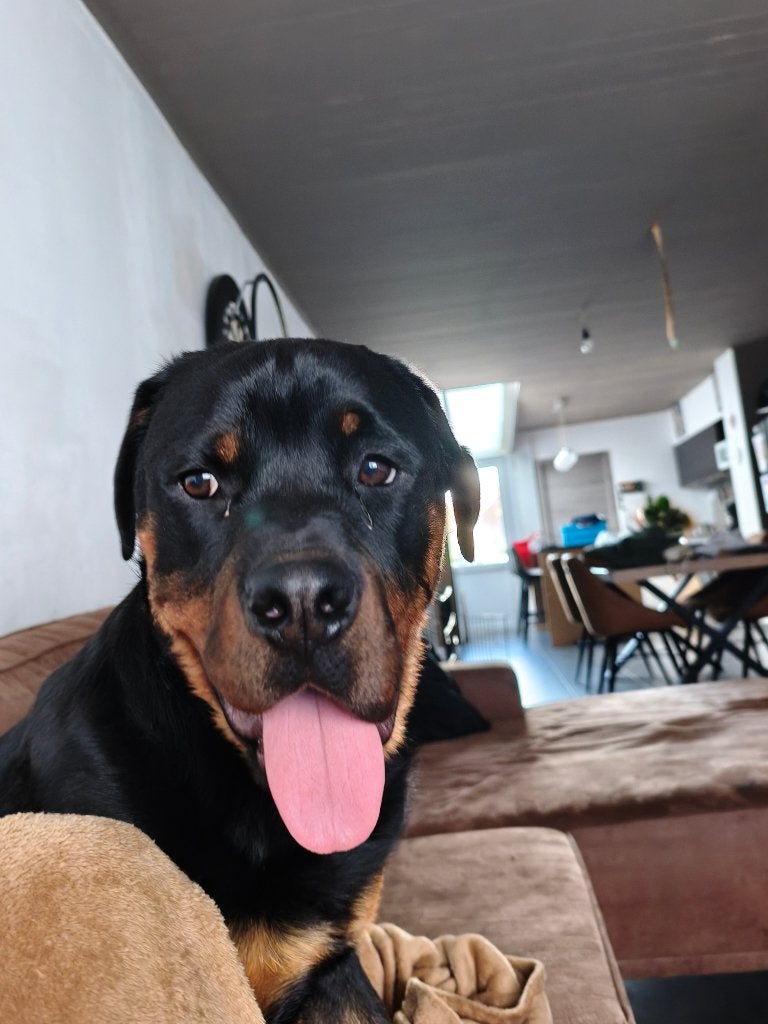 Rottweiler reu, Dieren en Toebehoren, België, Particulier, 1 tot 2 jaar, Parvo