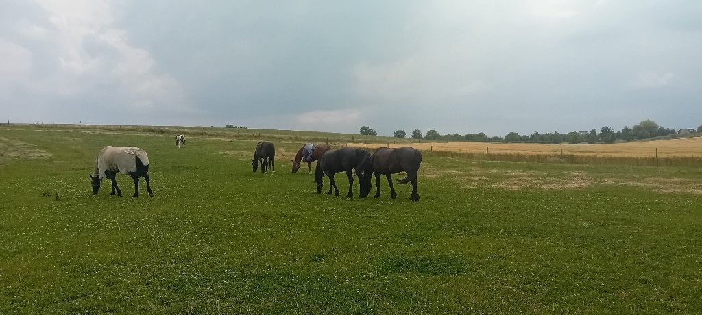 Stalling en weidegang, Dieren en Toebehoren, Stalling en Weidegang, Weidegang, 4 paarden of pony's of meer