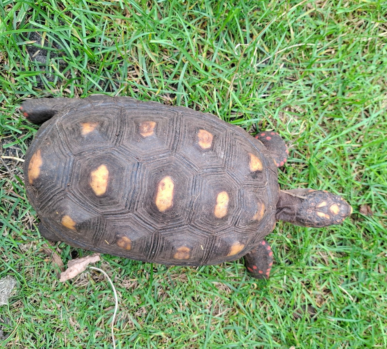 Kolenbrander landschildpad, Schildpad, Tam, 3 tot 6 jaar