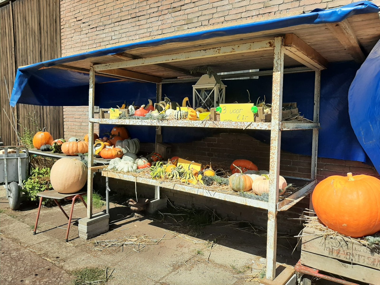 Pompoenen en kalebassen te koop, Tuin en Terras, Overige Tuin en Terras, Ophalen, Zo goed als nieuw