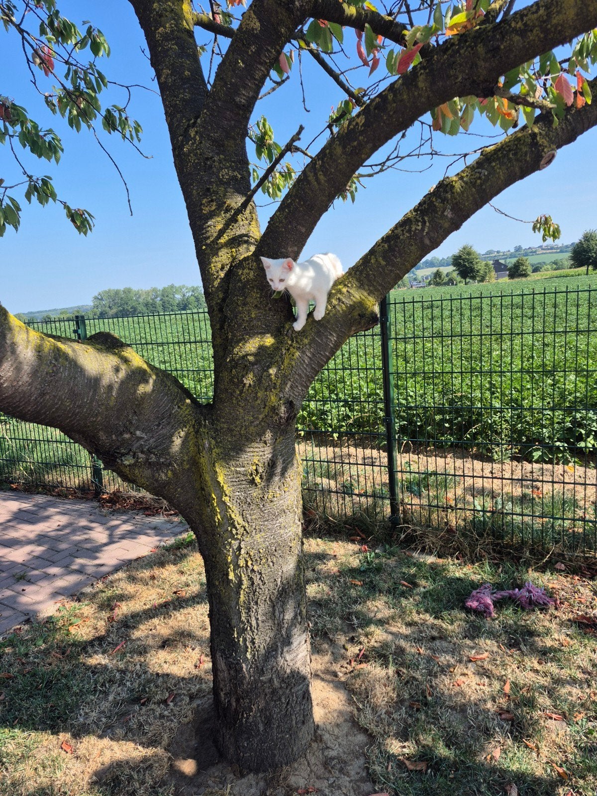 1  geheel witte kitten Europese korthaar, Meerdere dieren, Kortharig, 0 tot 2 jaar