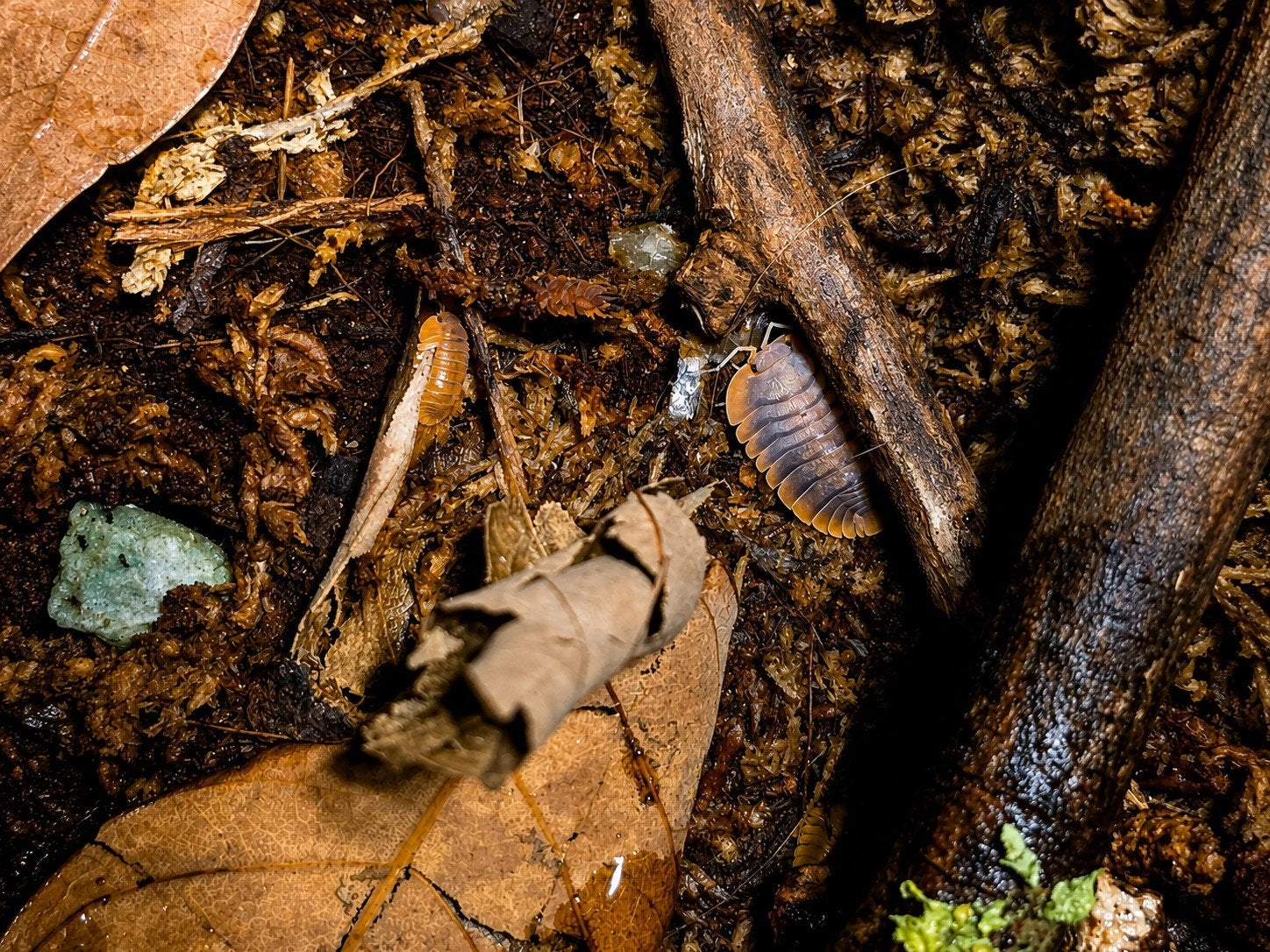 Troglodillo sp. Vex, Overige soorten