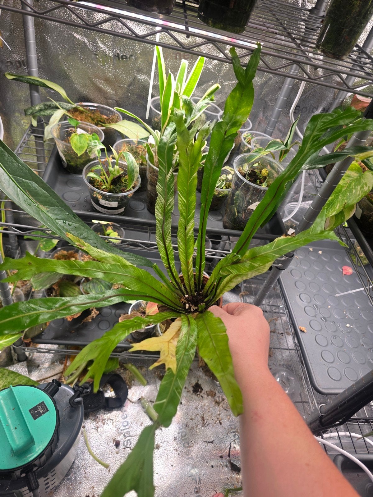 varigated birds nest fern, Ophalen of Verzenden, Halfschaduw, Minder dan 100 cm