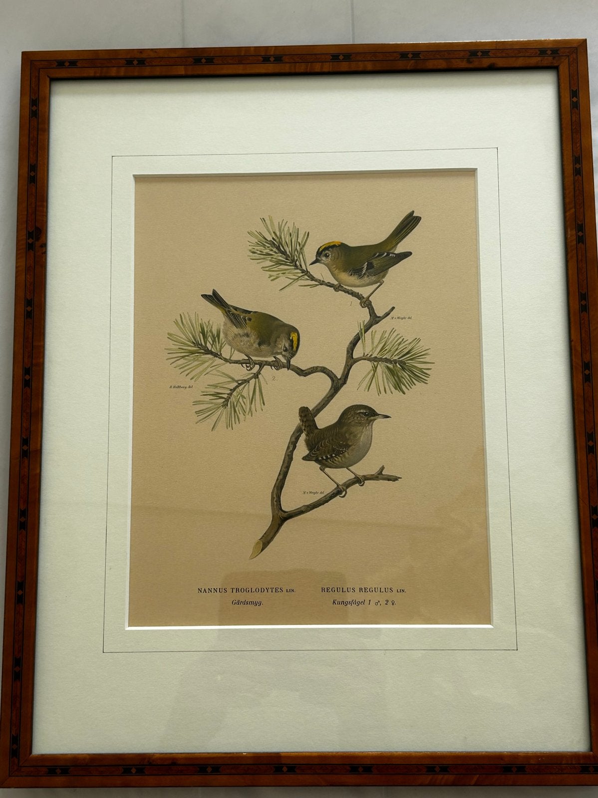 4 ingelijste litho's van vogels door Magnus von Wright, Antiek en Kunst, Ingelijst, Ophalen of Verzenden, Flora en Fauna, Lithografie
