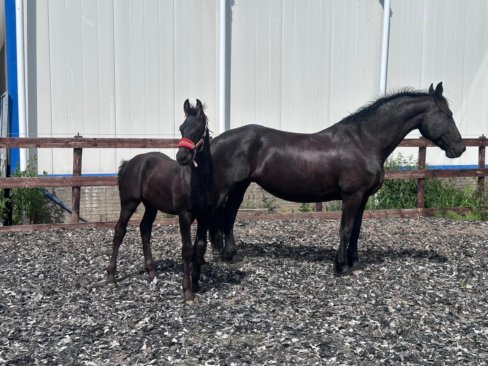 Fries hengstveulen, Dieren en Toebehoren, Paarden, Hengst, Niet van toepassing, Minder dan 160 cm, 0 tot 2 jaar