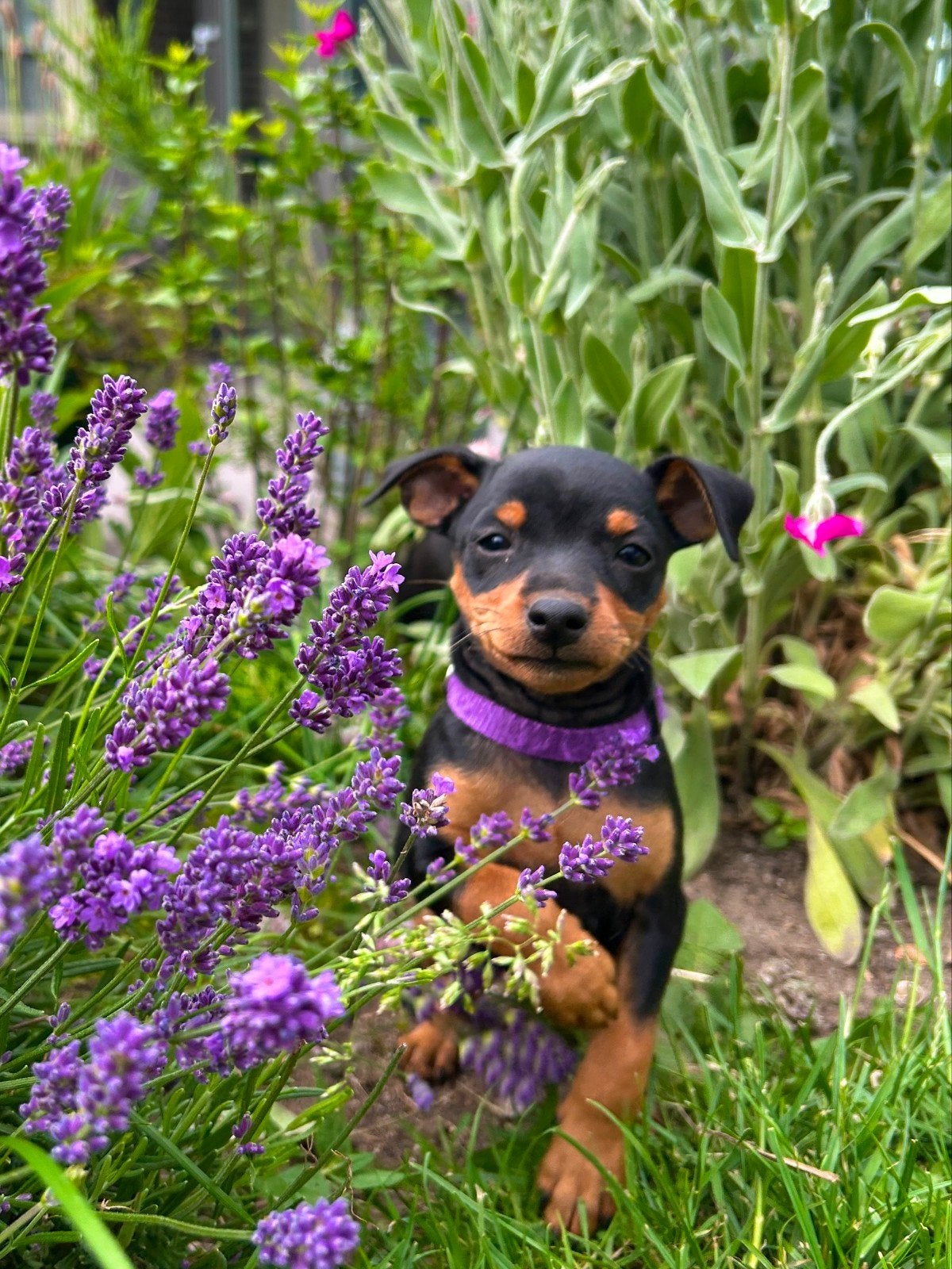 Prachtige Dwergpincher Puppy's, Dieren en Toebehoren, Honden | Jack Russells en Terriërs, Meerdere dieren, Overige rassen, Particulier