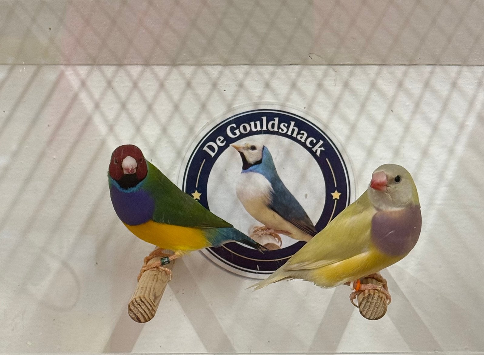 Koppel Gouldamadine (koppel 7), Dieren en Toebehoren, Meerdere dieren, Geringd