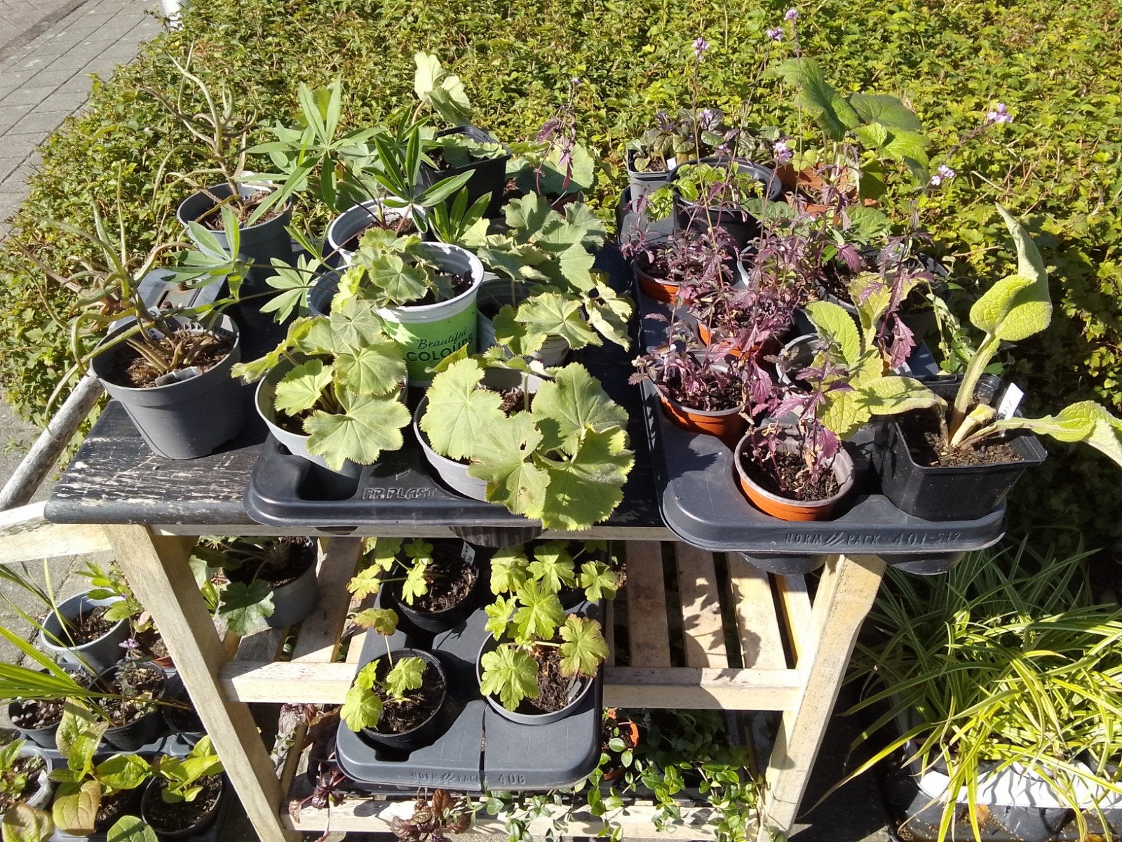 de laatste stekken op mijn kraampje aan de weg, Ophalen, Overige soorten, Volle zon