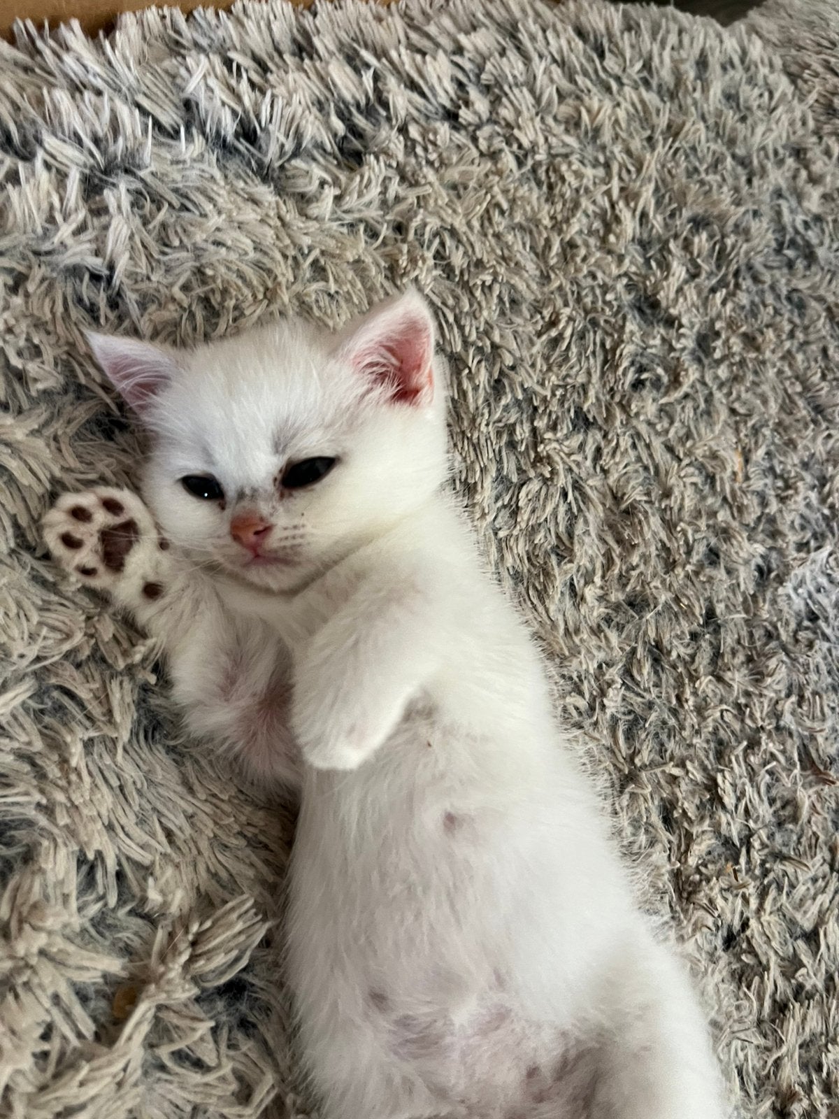 Britse korthaar golden/ silver shaded point kittens te koop, Dieren en Toebehoren, Meerdere dieren, Ontwormd, 0 tot 2 jaar