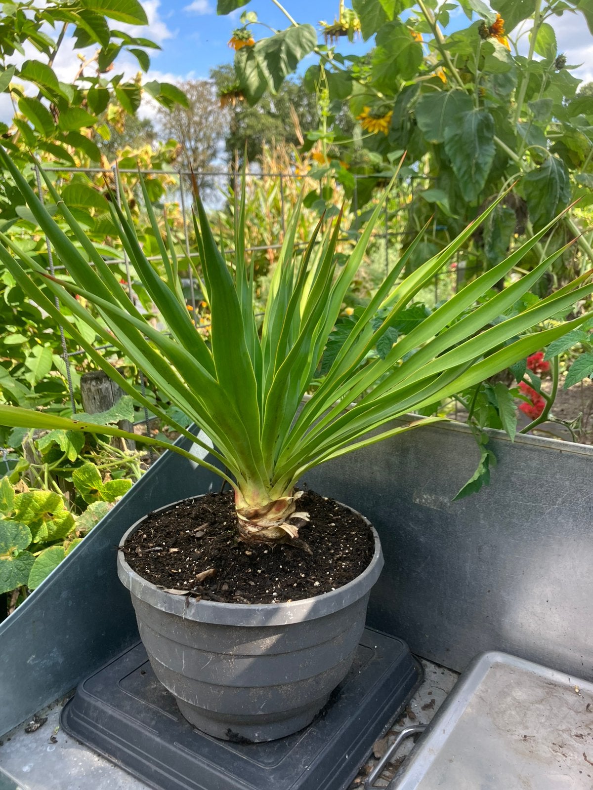 Yucca, vaste plant, Volle zon, Vaste plant, Zomer, Ophalen