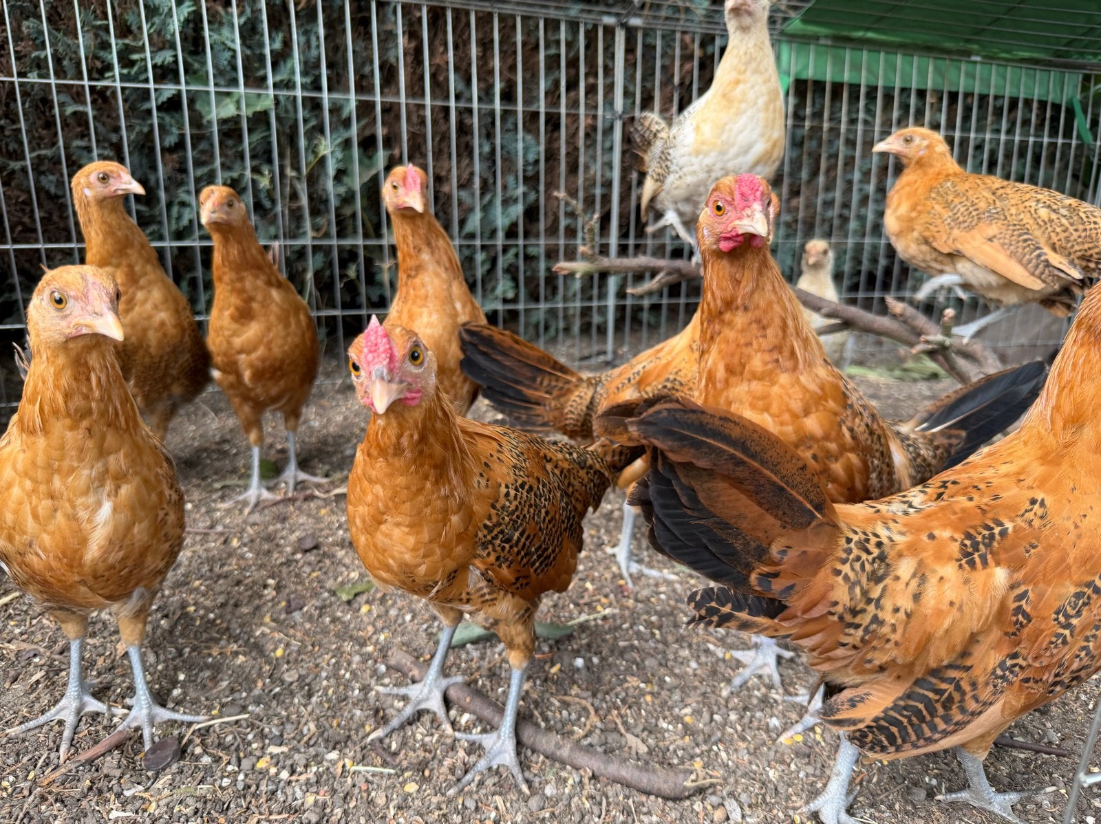 Assendelfter hoen hennen, Dieren en Toebehoren, Vrouwelijk, Kip