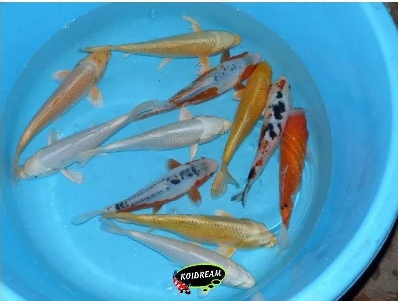Koi 20–30 cm uit eigen kwekerij – Koidream Valburg, Karper of Koi