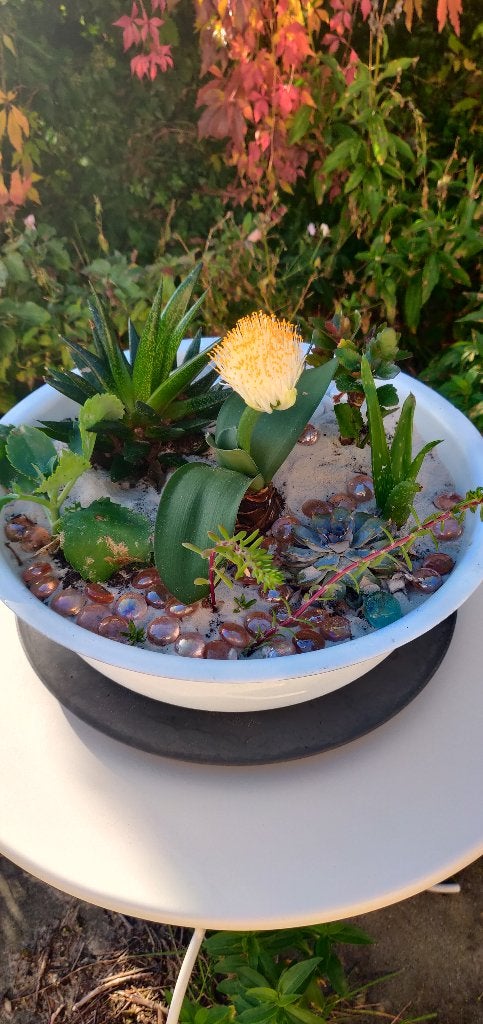Bloeiende Poederkwast compositie Haemanthus albiflos, Huis en Inrichting, Overige soorten, Minder dan 100 cm, Bloeiende kamerplant