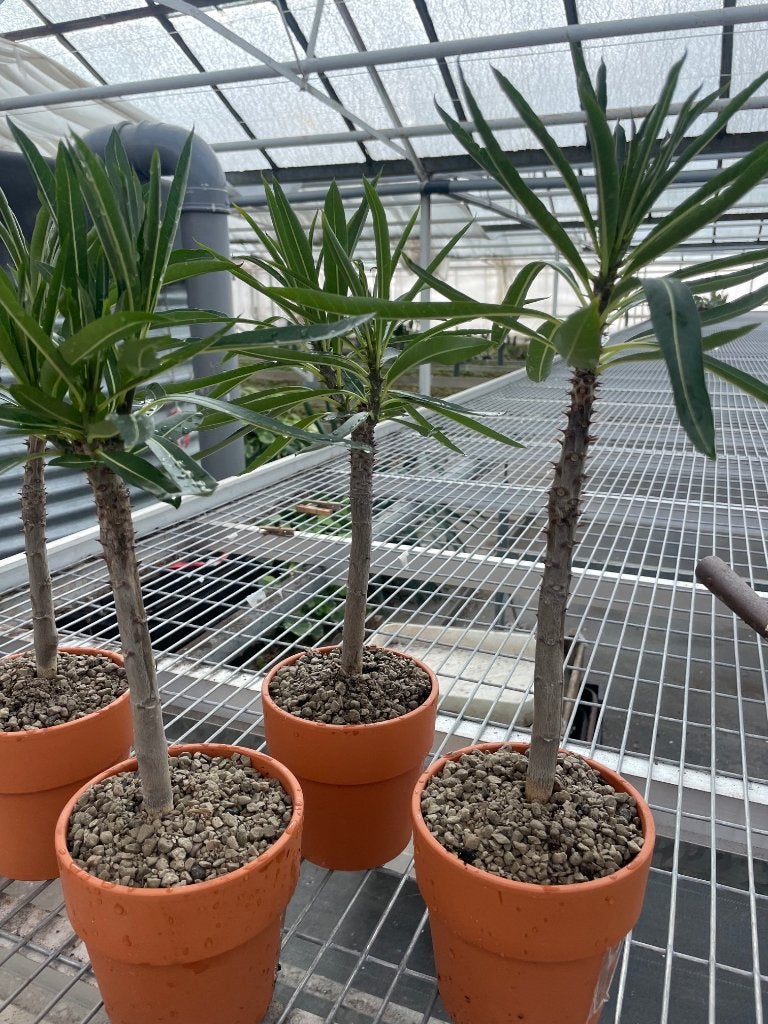 Caudex Pachypodium Rutenbergianum terracotta pot 13cm, Overige soorten, Ophalen of Verzenden, In pot, Minder dan 100 cm