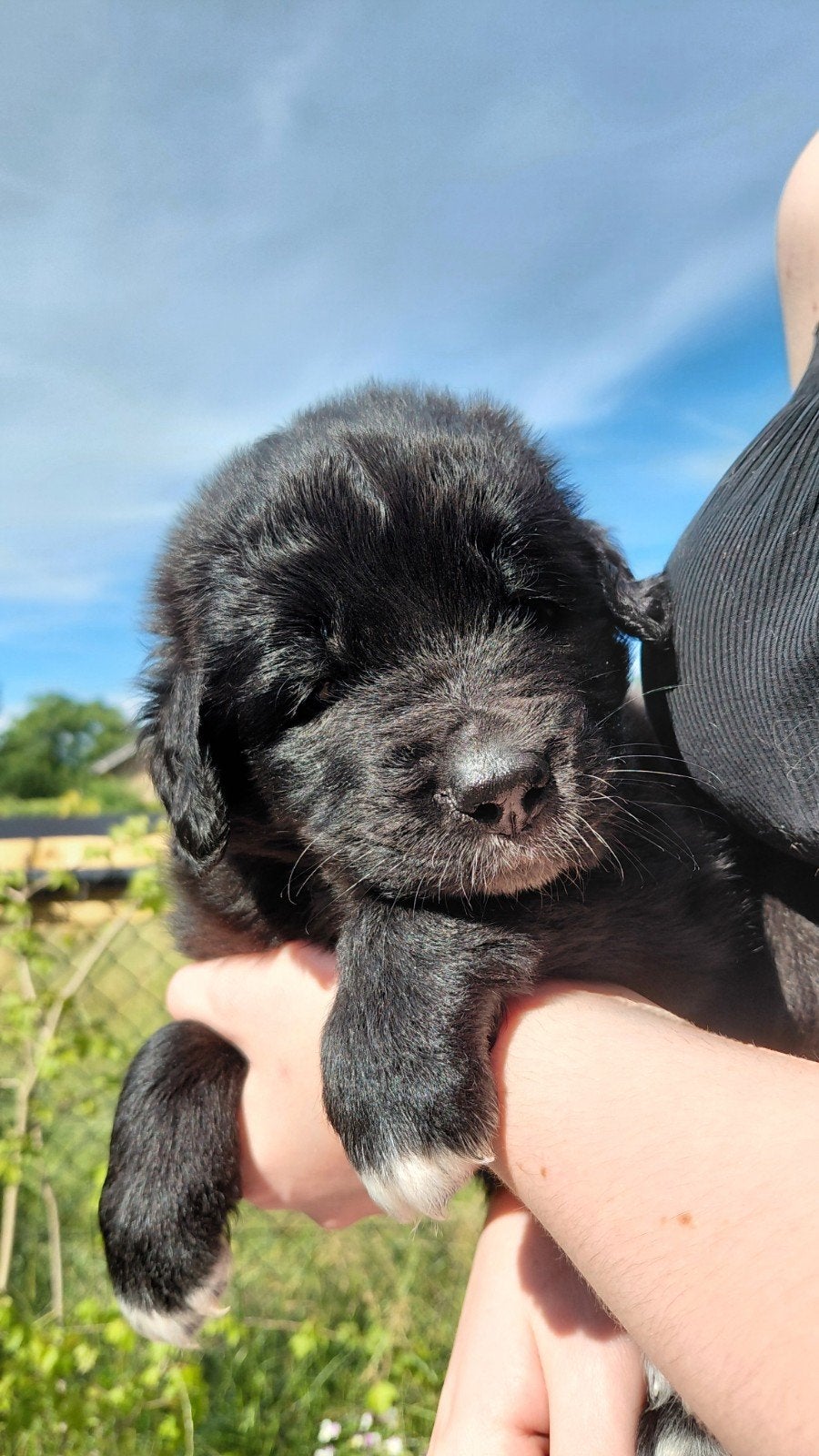 Newfoundlander x Leonberger pups, Dieren en Toebehoren, 8 tot 15 weken, Meerdere, Meerdere dieren, Nederland