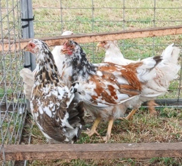 te koop zweedse bloemkippen 3 hennen 1 haan ook zonder haan, Dieren en Toebehoren, Mannelijk, Kip