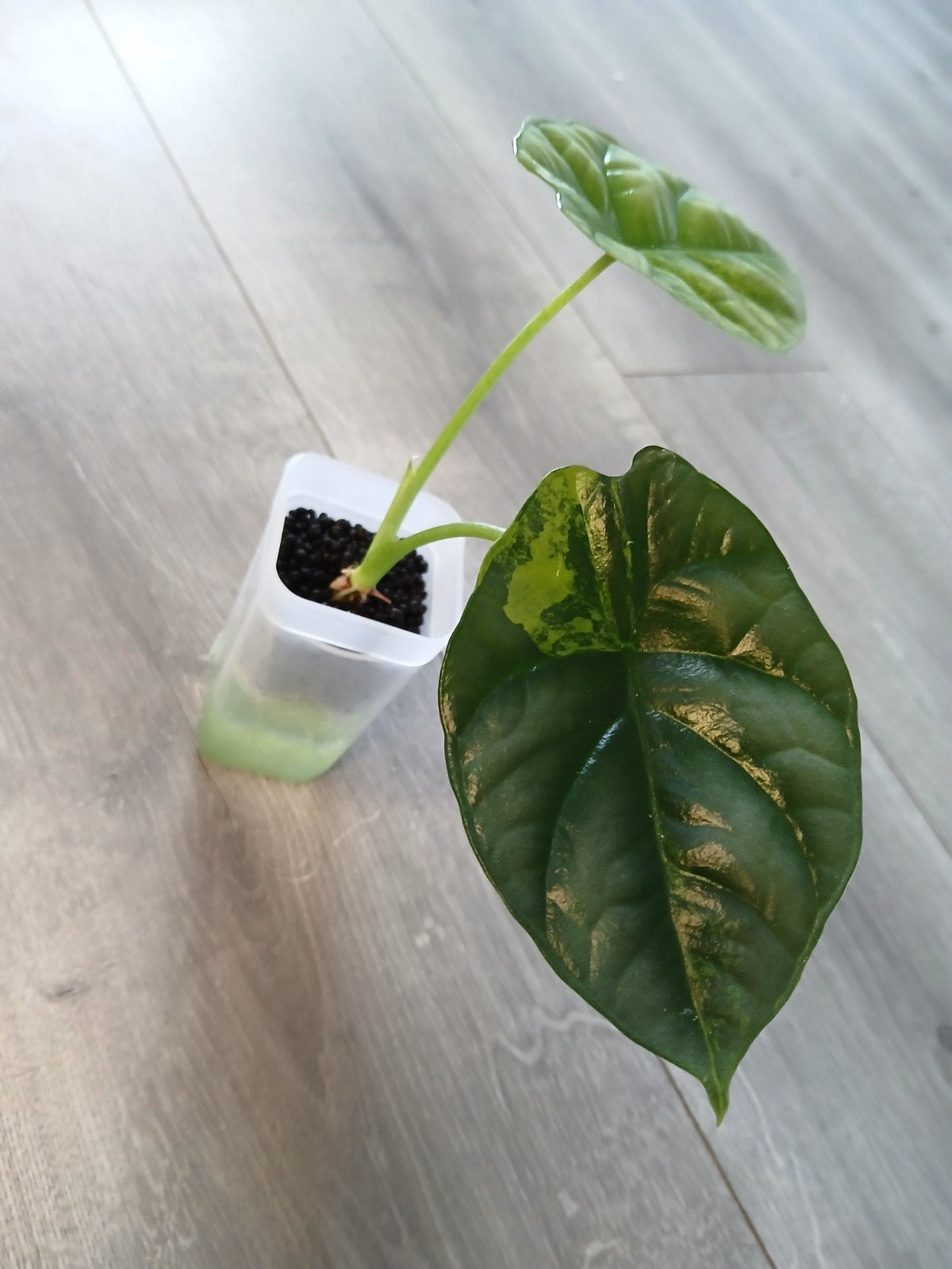 Alocasia Sinuata variegata, Ophalen of Verzenden, Halfschaduw, Minder dan 100 cm